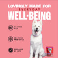 Load image into Gallery viewer, Barking Heads Bowl Lickin' Goodness Beef Wet Dog Food - All Hounder 300g