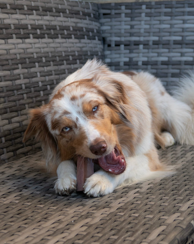 Eden Blueberry Milk Chew for Dogs