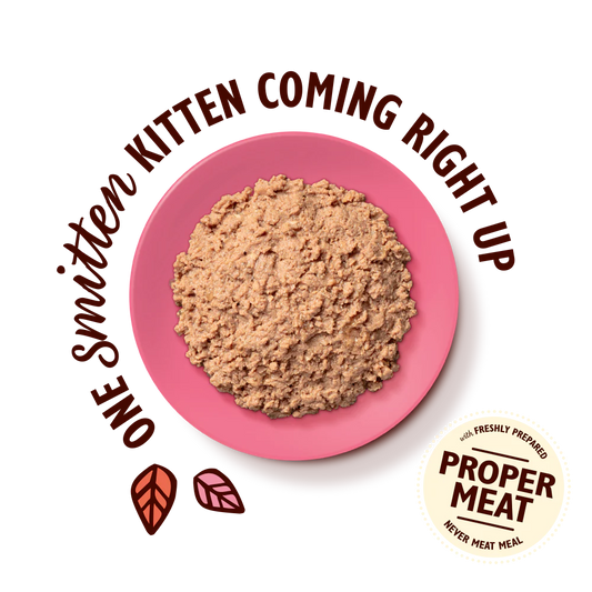 Lily's Kitchen Paté for Kittens Chicken 85g